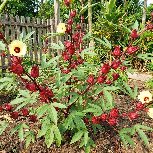 100 Roselle Seeds, Seeds for Planting