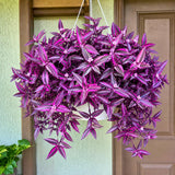 4 Purple Live Wandering Jew Plants, Indoor Houseplant, 4-8 Inch Tall