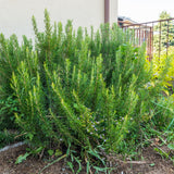Live Rosemary Plant, Indoor Outdoor Herb Plant, 4-6 Inch Tall, 4 Inch Pot