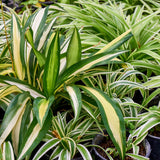 Spider Live Plant, Indoor Houseplant, 4-6 Inch Tall