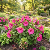 Set 2 Deep Pink Rose Hibiscus Plant Live