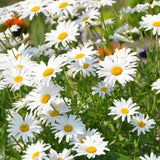 White Daisy Plant Live, Flowering Plant, 3-5 Inch Tall, 3 Inch Pot