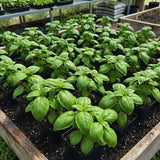 Sweet Basil Plant Live, Basil Herb Plant Outdoor Growing, 3-4 Inch Tall