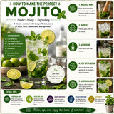 Mojito Mint Plant Live, Indoor Outdoor Herb Plant, 3-5 Inch Tall