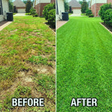 80000 Zoysia Grass Seeds for Lawn, Emerald Zoysia Grass Seed