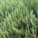 Live Rosemary Culinary Herb Plant