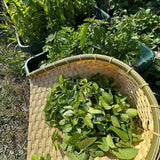 6 Mojito Mint Live Plants, Fragrant Culinary Herb, 3-6 Inch Tall
