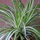 Spider Live Plant, Indoor Houseplant, 4-6 Inch Tall