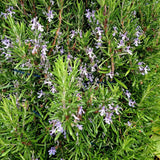 Rosemary Live Plant 4-7 Inch Tall