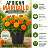 Orange African Marigold Flower Live Plant, 5-7 Inch Tall, 4 Inch Pot