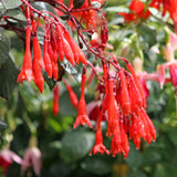 Red Orange Fuchsia Live Plant, Long Blooming Flower, 5 Inch Pot