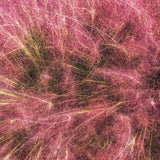 3 Pink Muhly Grass Plants Live, Outdoor Landscape Grass, 4-7 Inch Tall