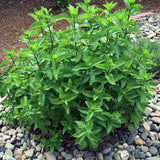 6 Spearmint Herb Live Plants, Herb Plant, 3-6 Inch Tall