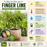 Green Live Finger Lime Plant, Lime Tree Live, 1-2 Ft Tall, Gallon Pot