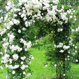Climbing Rose Live Plant, Fragrant Rose Flower Plant, 2-3 Inch Tall