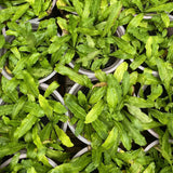 Culantro Herb Live Plant, Herb Vegetable Plant, 4 Inch Tall