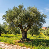 2 Arbequina Olive Live Plants, Fruit Tree, 4-6 Inch Tall