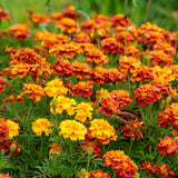 Orange African Marigold Live Plant, 5-7 Inch Tall, 4 Inch Pot