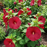 Set 2 Red Hibiscus Plant Live, Hibiscus Starter Plant 3-6" Tall