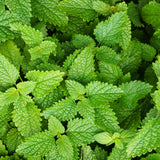 Lemon Balm Herb Live Plant, Herb Seedling Plant, 4-6 Inch Tall, 4 Inch Pot