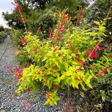 Pineapple Sage Salvia Live Plant in 4" Pot, 2 Plant Per Pot