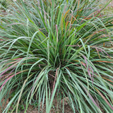2 Lemon Grass Live Plants, Culinary Garden Herb, 4-7 Inch Tall