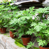 2 Citronella Plants Live, Hardy Perennial Plant, 4 Inch Pot