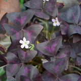 Purple Shamrock Oxalis Live Plant, Indoor Plant, 4-6 Inch Tall, 4 Inch Pot