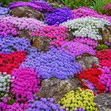 2 Random Creeping Phlox Live Plants, 5-9 Inch Tall