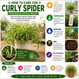 Variegated Spider Plant Live, Indoor Houseplant, 4-6 Inch Tall