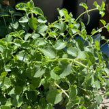 2 Green Cuban Oregano Live Plants, Patio Container Herb