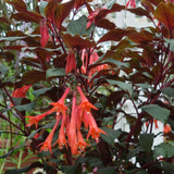 Red Orange Fuchsia Live Plant, Long Blooming Flower, 5 Inch Pot