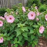 Set 2 Red Pink Hibiscus Plant Live