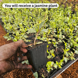 White Star Jasmine Live Plant, Well-Rooted Flower Plant, 4-6 Inch Tall