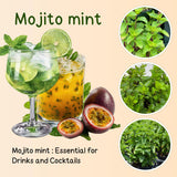 6 Mojito Mint Live Plants, Fragrant Culinary Herb, 3-6 Inch Tall
