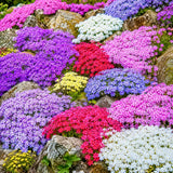 2 Creeping Phlox Plants Live, Starter 5-7 Inch Tall