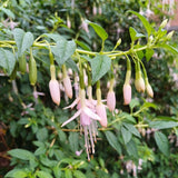 Light Pink Fuchsia Live Plant in 5 Inch Pot - 3-6 Inch Tall