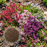 3500 Mix Creeping Thyme Seeds to Plant, Raised Bed Garden Seeds