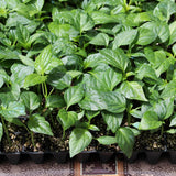 Red Habanero Pepper Plant Live, Hot Pepper Plant, 4-6 Inch Tall, 4 Inch Pot