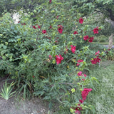2 Vibrant Red Hibiscus Perennial Plant, 3-6" Tall