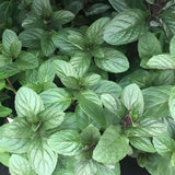 Chocolate Mint Plant Live, 4-6 Inch Tall, 3.5 Inch Pot