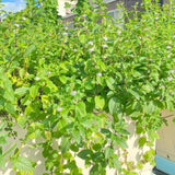 2 Live Strawberry Mint Plants, Herb Plant, 4-5 Inch Tall