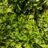 Parsley Herb Live Plant, Edible Fragrant Herb Plant, 4-7 Inch Tall