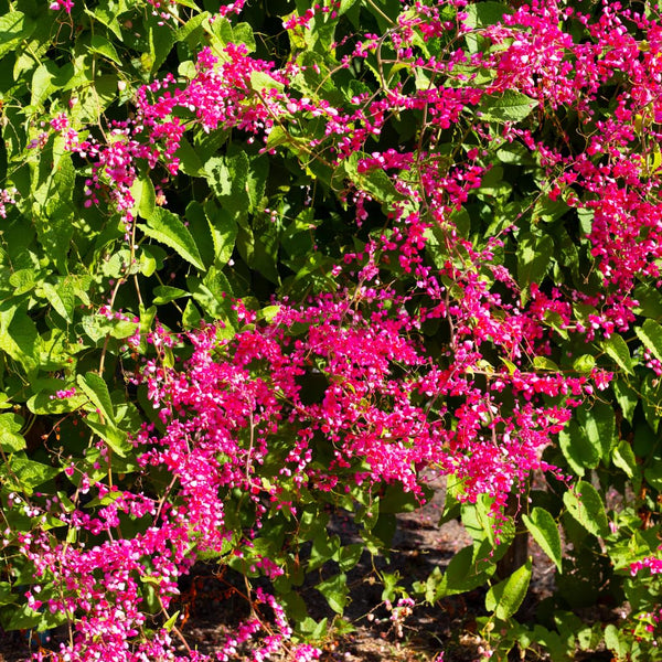 6 Live Mexican Creeper Plants, Flower Vine, 4-6 Inch Tall