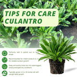 Culantro Herb Live Plant, Herb Vegetable Plant, 4 Inch Tall