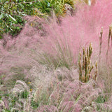 3 Pink Muhly Grass Plants Live, Outdoor Landscape Grass, 4-7 Inch Tall