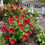 Set 2 Red Hibiscus Plant Live, Hibiscus Starter Plant 3-6" Tall