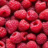 Red Raspberry Plant Live, Edible Berry Plant, 3-5 Inch Tall, 4 Inch Pot