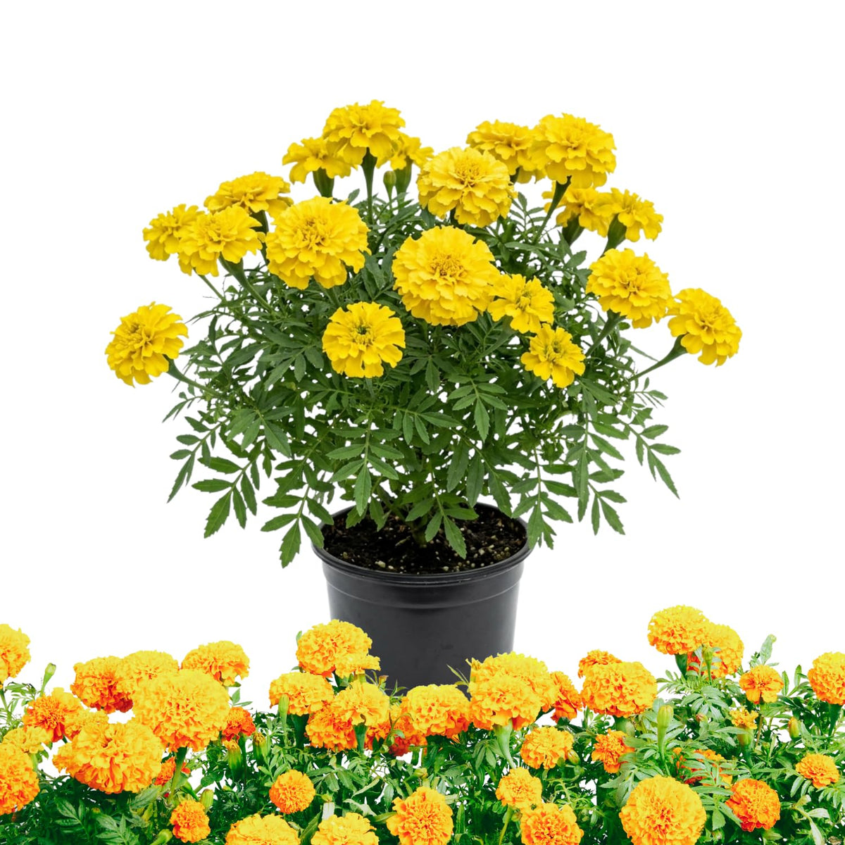 Orange African Marigold Flower Live Plant, 5-7 Inch Tall, 4 Inch Pot