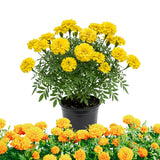 Orange African Marigold Flower Live Plant, 5-7 Inch Tall, 4 Inch Pot